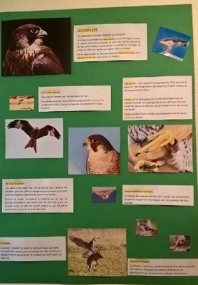 Biblioseraincourt95 - Exposition les oiseaux 3