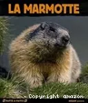 La marmotte